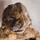 Illustration for article titled These Frozen Lion Cubs Were Just a Few Weeks Old When They Died 12,000 Years Ago